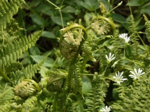 beskid wyspowy 14 (1)